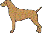 Labrador with 3/8 tail