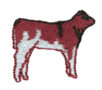 Shorthorn calf