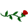 Single rose