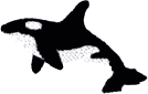 Killer Whale (Dolphin)
