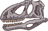 Deinonychus Skull