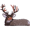 Half Deer