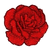 Rose -1