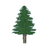 Pine Tree -3