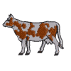 Brown and White Cow with outline