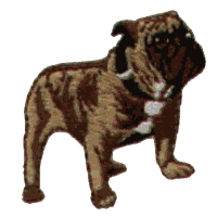 Bulldog - smaller