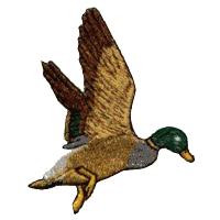 Descending duck in flight