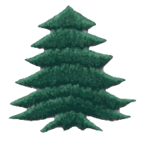 Symmetrical Evergreen