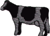 Dairy Cow - filled