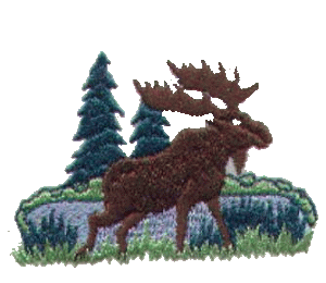 Moose in woods