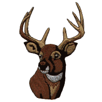 Deer Head Portrait