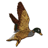 Descending duck in flight