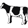 Dairy Cow - one color
