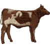 Short Horned Cow