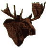Moose Head facing right