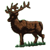 Posed Elk