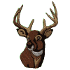 Deer Head Portrait