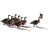 Flock of Christmas Geese