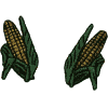 Husked Corn Cobs
