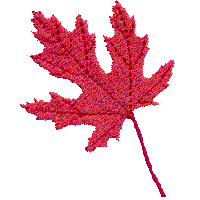 Maple Leaf, small