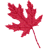 Maple Leaf, small