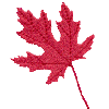 Maple Leaf, Large