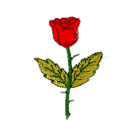 Single Valentine Rose