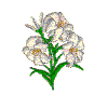 Easter Lilies