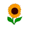 Sunflower, single