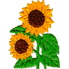 Sunflowers, pair