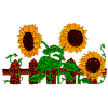Sunflowers, fence
