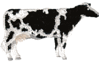 Cow: Holstein