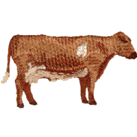 Cow: Shorthorn
