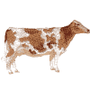 Cow: Guernsey