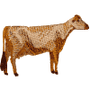 Cow: Jersey