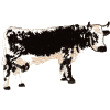Cow: Vosgienne