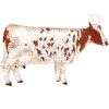 Cow: Ayrshire