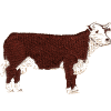 Cow: Hereford